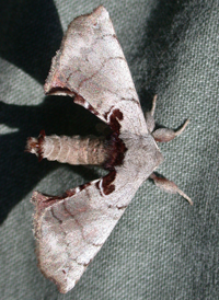 Spotted Apatelodes Spotted Apatelodes